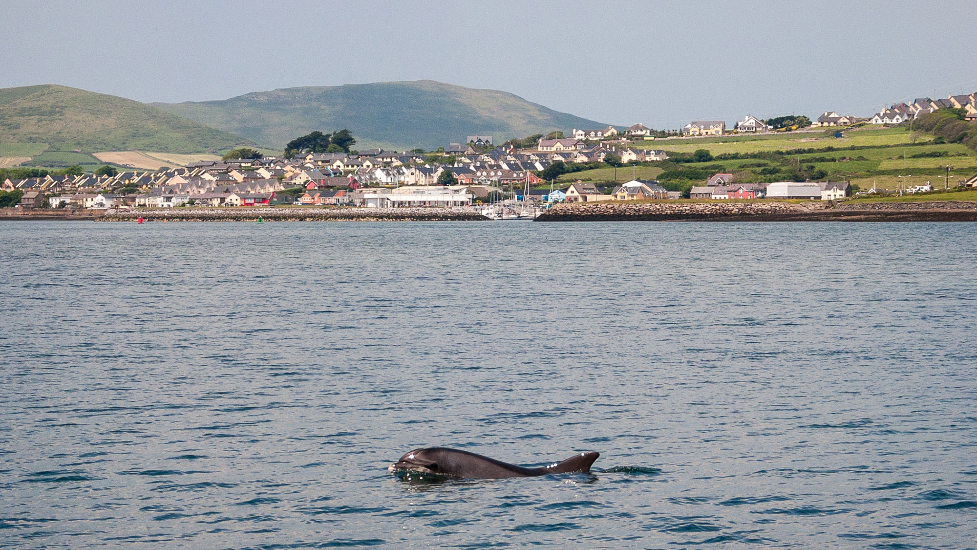 Dingle (Photo License CC-BY-SA-4.0)